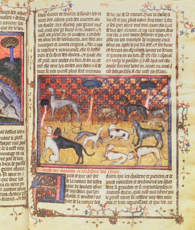 Cães de Caça de Gaston III, Conde de Foix Phebus, o Caçador (1331-1391), de Book of Hunting, 1387-89 (guache sobre pergaminho) de French School