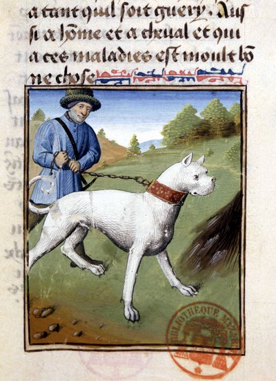 Cão de caça preso com trela - no "Livro de Caça de Gaston Phoebus, Conde de Foix, Senhor de Béarn". de French School