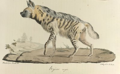 Hiena, uma hiena listrada, da História Natural dos Mamíferos (lito colorido) de French School