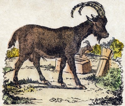 Ibex. Gravura no "Alfabeto dos animais sauvages". 9ª Série. Imagem de Epinal, Pellerin, impressora-editora, cerca de 1870. Gravura em madeira, stencilled. 16 páginas. Dimensões: 20 x 15 cm. Coleção Particular de French School