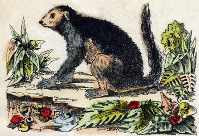 Indri (Lemuriano). Gravura em "Alfabeto dos animaux sauvages". 9ª Série. Imagem de Epinal, Pellerin, impressora-editora, cerca de 1870. Gravura em madeira, stencilada. 16 páginas. Dimensões: 20 x 15 cm. Coleção Particular de French School