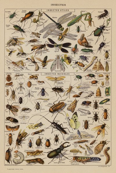 Insectos (litografia a cores) de French School