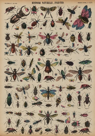 Insectos (gravura colorida) de French School
