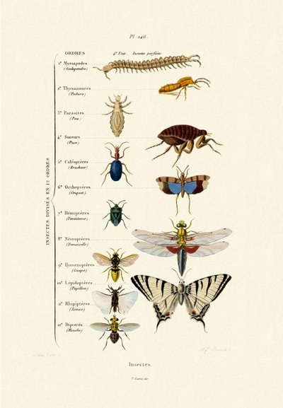 Insetos, 1833-39 de French School