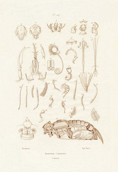 Insetos, 1833-39 de French School