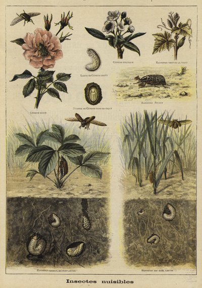 Insetos prejudiciais à agricultura de French School