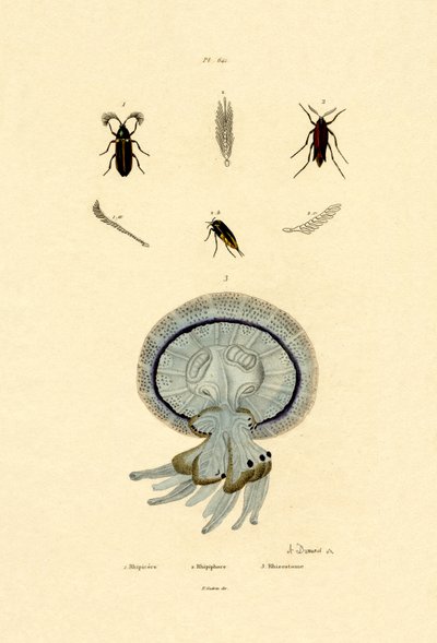 Água-viva, 1833-39 de French School