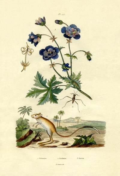 Jerboa, 1833-39 de French School