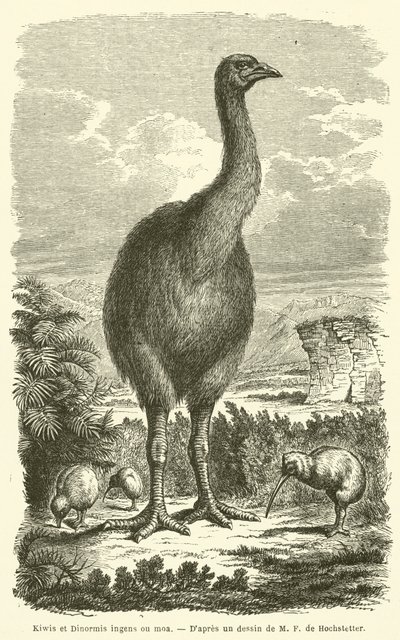 Kiwis e Dinormis ingens ou moa (gravura) de French School