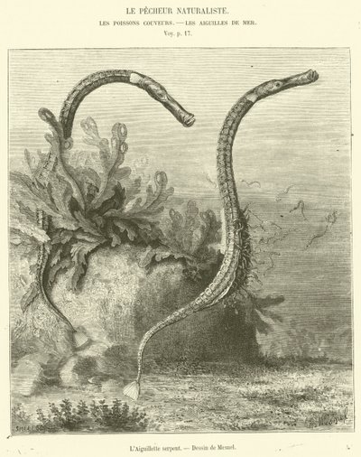 A Agulha da Serpente (gravação) de French School