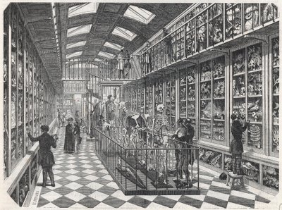 A Escola de Medicina de Paris - galeria de anatomia comparativa - Gravura em "Tableau-de-Paris" de Edmond Texier 1852. de French School