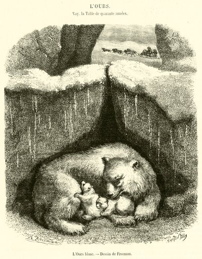O Urso Branco (gravura) de French School