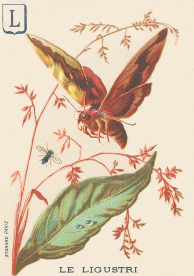 L: Ligustri (Sphinx ligustri ou Troene Sphinx) de French School