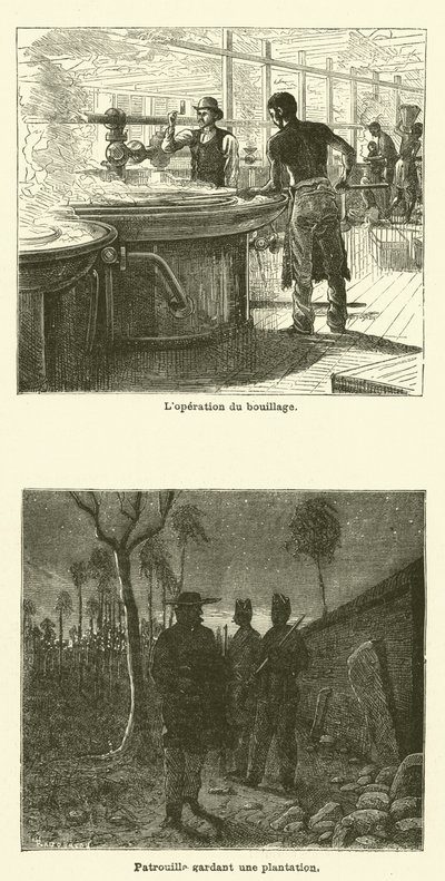 La Canne A Sucre (gravura) de French School