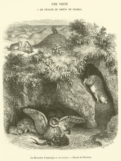 O Marmot americano e sua toca (gravura) de French School