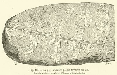 A mais antiga planta terrestre conhecida (gravura) de French School