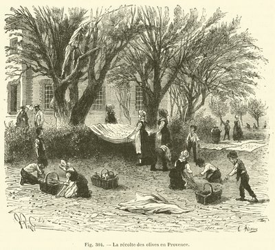 Colheita da azeitona na Provença (gravura) de French School