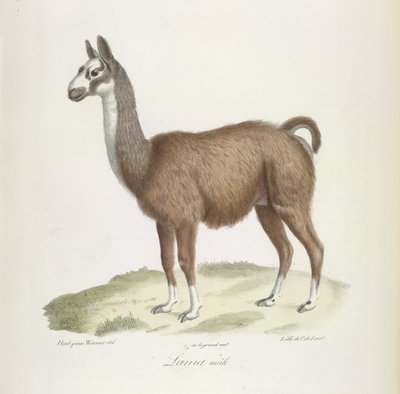 Lhama macho, da História Natural dos Mamíferos (lito colorido) de French School