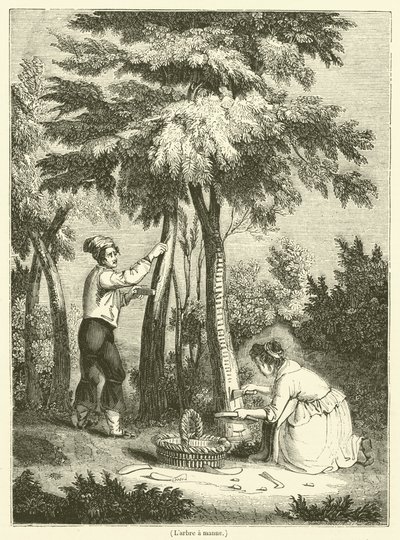 O maná árvore (gravura) de French School