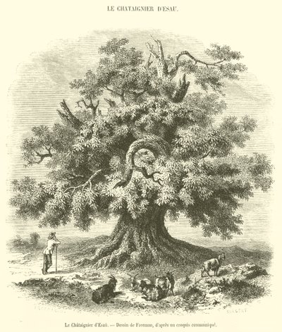 A Castanheira de Esaú (gravura) de French School