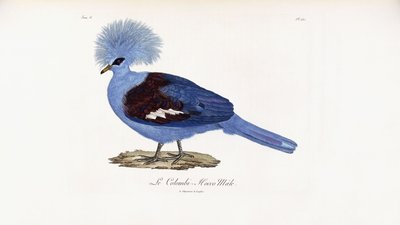 Le Colombi-Hocco mal de French School