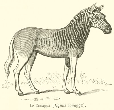 A Couagga, Equus couagga (gravura) de French School