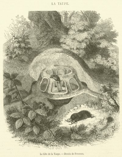 Le Gite de la Taupe (gravura) de French School
