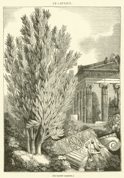 Loureiro comum (gravura) de French School