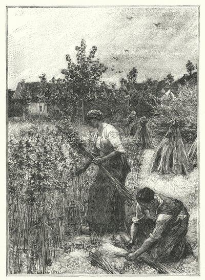 A Colheita do Cânhamo (gravura) de French School
