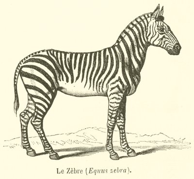 Le Zebre, Equus zebra (gravura) de French School