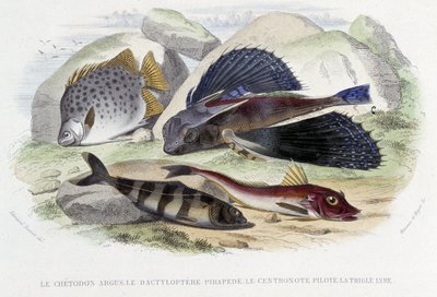 Le chétodon argus, le tyloptera pirapéde, la centronote pilote, la trigle lyre - in "Histoire Naturelle" de Lacépède, ed. Furne, Paris de French School