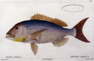 Pargo de "Histoire naturelle des poissons" de Cuvier, Valenciennes, Paris de French School
