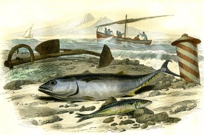 O mergulhão (Scomber Thynnus), o carapau (Scomber Scombrus) - Prato extraído de Histoire Naturelle de Bernard Germain de Lacepede (1856-1925), edição P.Furme, Paris de French School