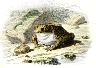 O sapo (Bufo vulgaris) - Prato de História Natural de Bernard Germain de Lacepede (1856-1925), edição P.Furme, Paris de French School