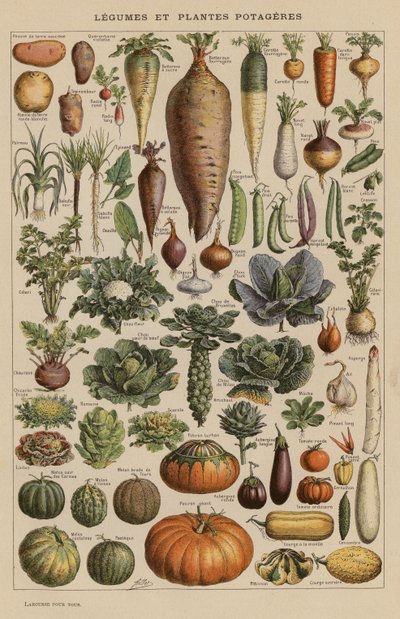 Legumes e produtos hortícolas (litografia a cores) de French School