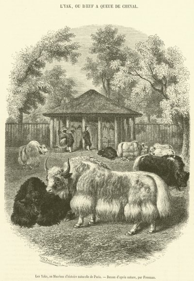 Os Yaks, no Museu de História Natural de Paris (gravura) de French School