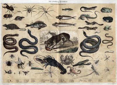 Les animaux nuisibles. gravura de 1860 em "les Recreations instructives" Pintura sinóptica de Jules DELBRUCK. Colecção privada. de French School