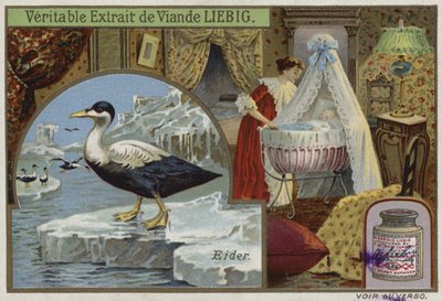 Cartão Liebig com um eider de French School
