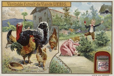Cartão Liebig com aves de capoeira de French School
