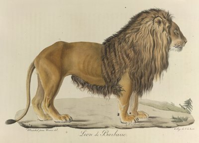 Leão bárbaro. Um leão de Barbary, de 