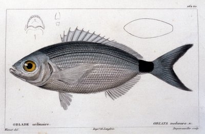 O oblade comum depois da "Histoire naturelle des poissons" de Cuvier, Valenciennes, Paris de French School