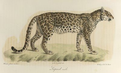 Leopardo, macho. Um leopardo macho, de 