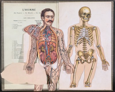 Homem, seus órgãos, seus músculos e seu esqueleto, de Anatomie Elementaire pelo Dr. Lelievre de French School