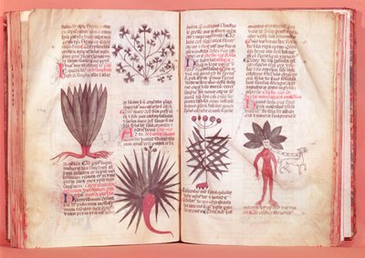 Mandrake, de um tratado de Dioscórides (AD 40-c.90) de French School
