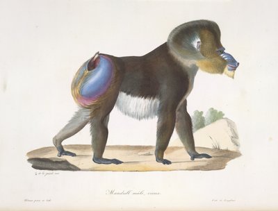 Mandrill, macho, velho. Um velho babuíno mandril, da Histoire Naturelle des Mammifères (cor litho) de French School