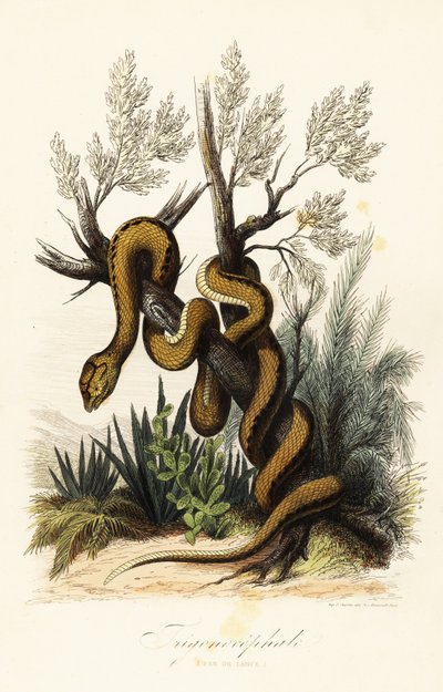 Víbora do fosso da Martinica, Bothrops lanceolatus de French School