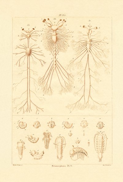 Metamorfose, 1833-39 de French School