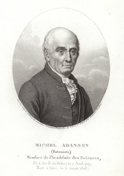 Michel Adanson de French School