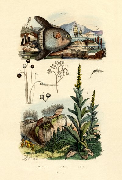 Molde, 1833-39 de French School
