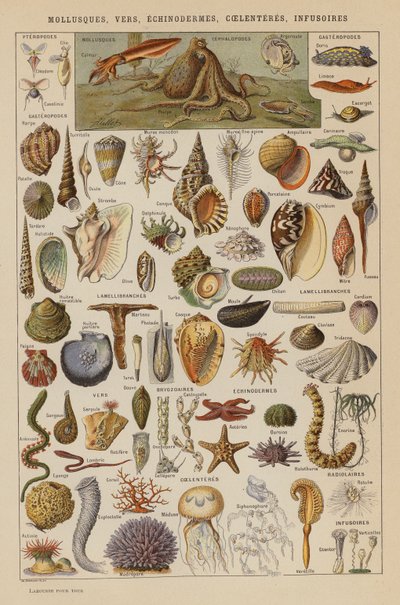 Moluscos, Vermes, Equinodermes, Coelenteres, Infusórios (litografia a cores) de French School